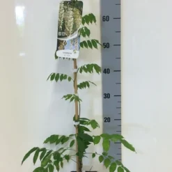 Japanse Blauwe Regen, Wit (Wisteria Floribunda 'Alba') -Aanbiedingen Tuin Verrassing Winkel wisteria sin. alba 80 100 c2