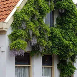 Blauwe Regen (Wisteria Sinensis 'Prolific') -Aanbiedingen Tuin Verrassing Winkel wisteria sin. prolific