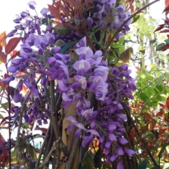 Blauwe Regen (Wisteria Sinensis 'Prolific') -Aanbiedingen Tuin Verrassing Winkel wisteria sin. prolific 2