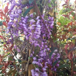 Blauwe Regen (Wisteria Sinensis 'Prolific') -Aanbiedingen Tuin Verrassing Winkel wisteria sin. prolific 3