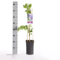 Blauwe Regen (Wisteria Sinensis) -Aanbiedingen Tuin Verrassing Winkel wisteria sinensis