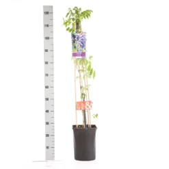 Blauwe Regen (Wisteria Sinensis) -Aanbiedingen Tuin Verrassing Winkel wisteria sinensis 1.00 1.25