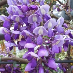 Blauwe Regen Als Leivorm (Wisteria Brachybotrys 'Yokohama Fuji') 17 Blauwe Regen Als Leivorm (Wisteria Brachybotrys 'Yokohama Fuji') -Aanbiedingen Tuin Verrassing Winkel wisteria yokohama fji