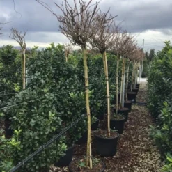 Blauweregen Als Boom (Wisteria Brachybotrys 'Kapitan Fuji')