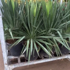 Palmlelie (Yucca Gloriosa) -Aanbiedingen Tuin Verrassing Winkel yucca 1