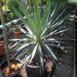 Palmlelie (Yucca Gloriosa) -Aanbiedingen Tuin Verrassing Winkel yucca gloriosa 100 125 c50 1