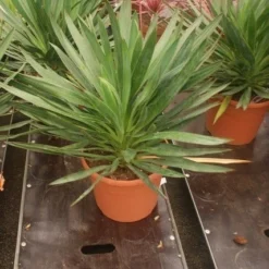 Palmlelie (Yucca Gloriosa) -Aanbiedingen Tuin Verrassing Winkel yucca gloriosa 2