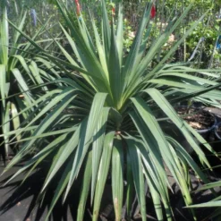 Palmlelie (Yucca Gloriosa) -Aanbiedingen Tuin Verrassing Winkel yucca gloriosa 80 100 c35