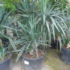 Palmlelie (Yucca Gloriosa) -Aanbiedingen Tuin Verrassing Winkel yucca gloriosa boomvorm c130