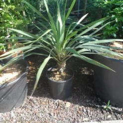 Palmlelie (Yucca Gloriosa) -Aanbiedingen Tuin Verrassing Winkel yucca gloriosa c12 15