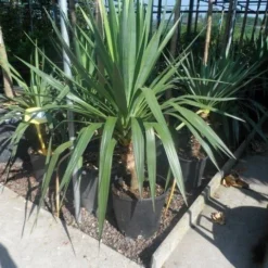 Palmlelie (Yucca Gloriosa) -Aanbiedingen Tuin Verrassing Winkel yucca gloriosa c20 60 80