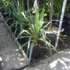 Palmlelie (Yucca Gloriosa) -Aanbiedingen Tuin Verrassing Winkel yucca gloriosa c7 10