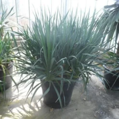 Palmlelie (Yucca Gloriosa) -Aanbiedingen Tuin Verrassing Winkel yucca gloriosa struikvorm c110