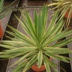 Palmlelie (Yucca Gloriosa 'Variegata') -Aanbiedingen Tuin Verrassing Winkel yucca gloriosa variegata