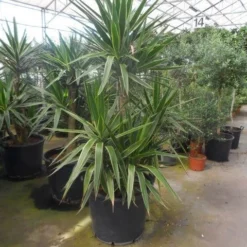 Palmlelie (Yucca Gloriosa 'Variegata') -Aanbiedingen Tuin Verrassing Winkel yucca gloriosa variegata 150 200 c110 1