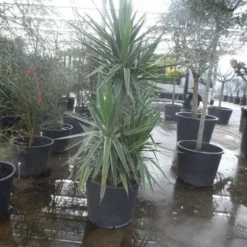 Palmlelie (Yucca Gloriosa 'Variegata') -Aanbiedingen Tuin Verrassing Winkel yucca gloriosa variegata 175 200