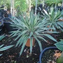 Palmlelie (Yucca Gloriosa 'Variegata') -Aanbiedingen Tuin Verrassing Winkel yucca gloriosa variegatum c10 1