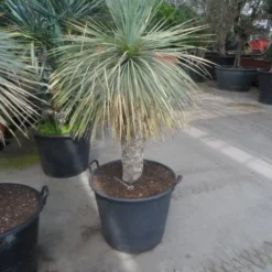 Palmlelie (Yucca Rostrata)