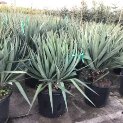 Palmlelie (Yucca Gloriosa) -Aanbiedingen Tuin Verrassing Winkel yuccagloriosac30