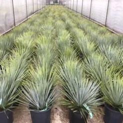 Palmlelie (Yucca Rostrata) -Aanbiedingen Tuin Verrassing Winkel yuccarostratac10a