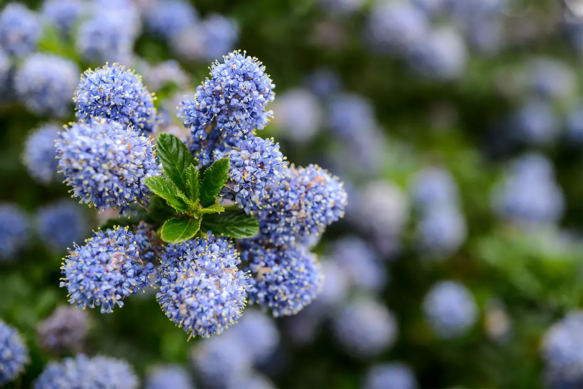 Aanbiedingen Tuin Verrassing Winkel -Aanbiedingen Tuin Verrassing Winkel cay bui thuong