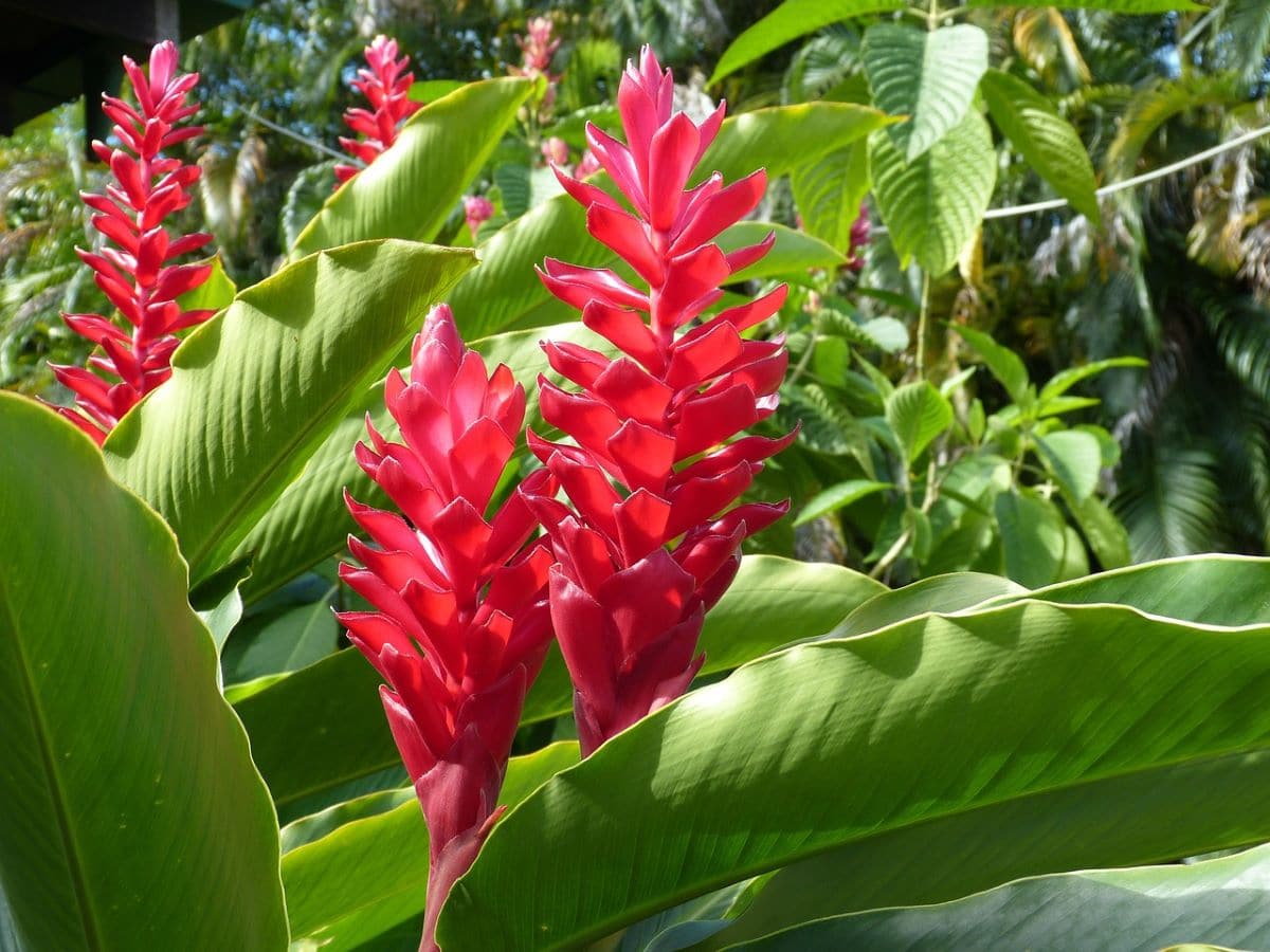 Aanbiedingen Tuin Verrassing Winkel -Aanbiedingen Tuin Verrassing Winkel heliconia