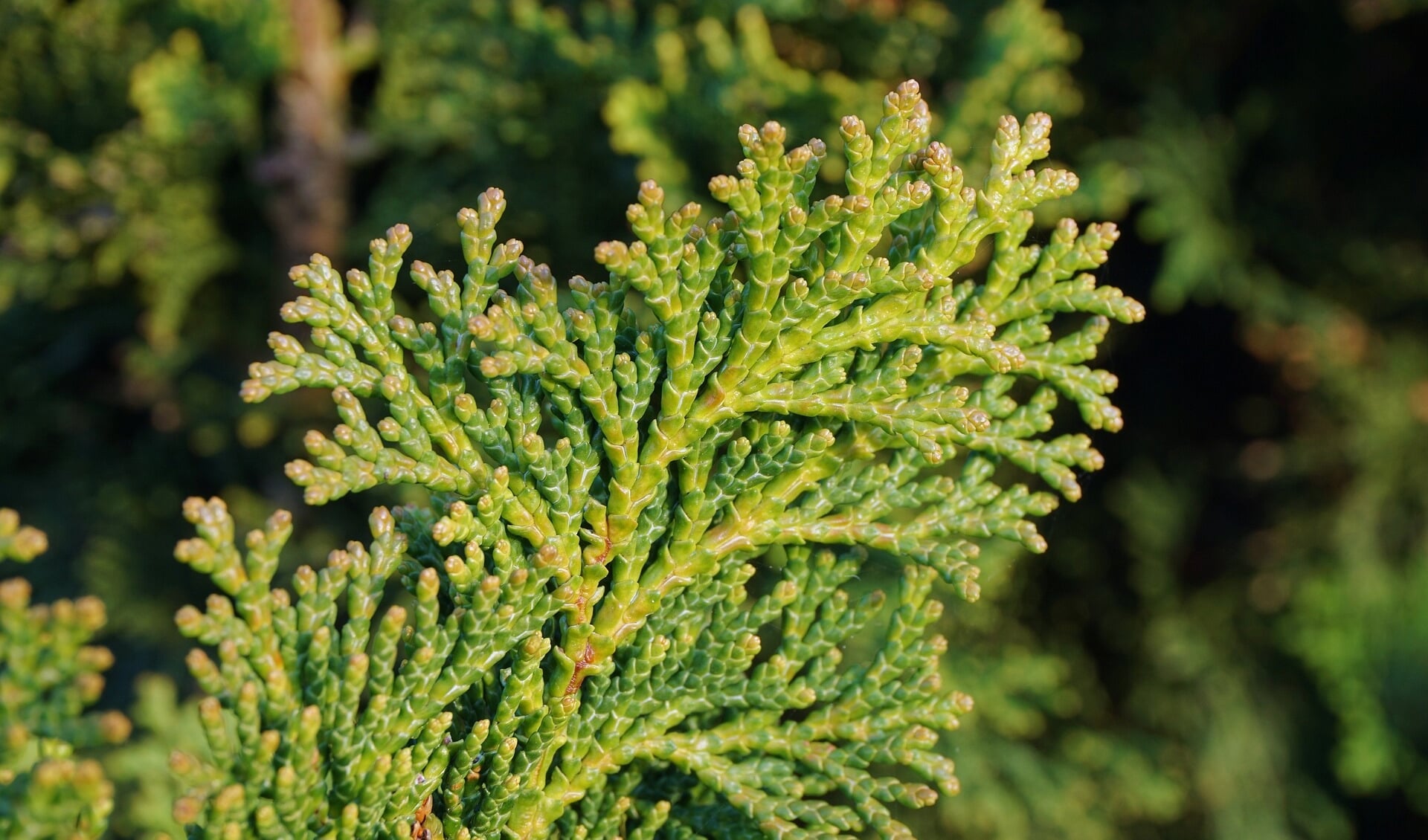 Aanbiedingen Tuin Verrassing Winkel -Aanbiedingen Tuin Verrassing Winkel la kim